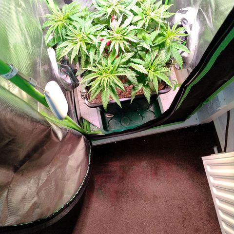 Royal Highness growlog timeline photo