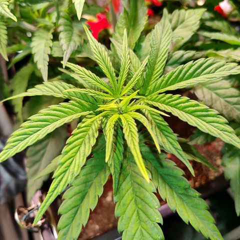 Royal Highness growlog timeline photo
