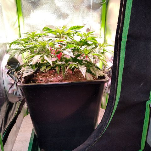 Royal Highness growlog timeline photo