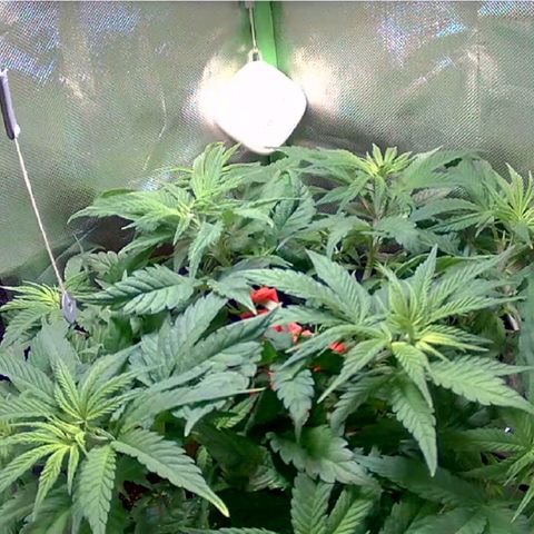 Royal Highness growlog timeline photo