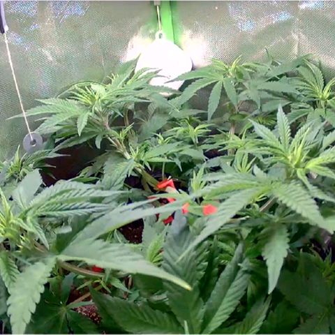 Royal Highness growlog timeline photo