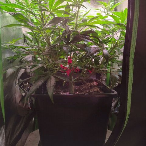 Royal Highness growlog timeline photo