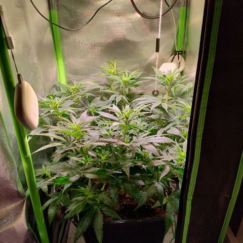 Royal Highness growlog timeline photo