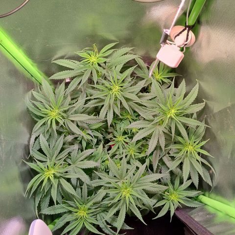 Royal Highness growlog timeline photo