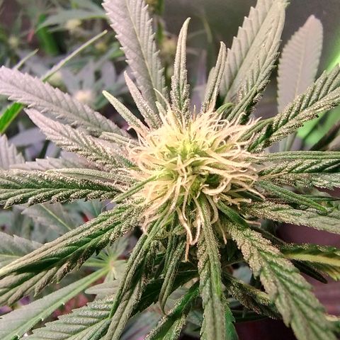 Royal Highness growlog timeline photo