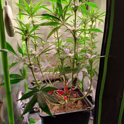 Royal Highness growlog timeline photo