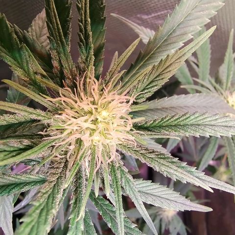Royal Highness growlog timeline photo