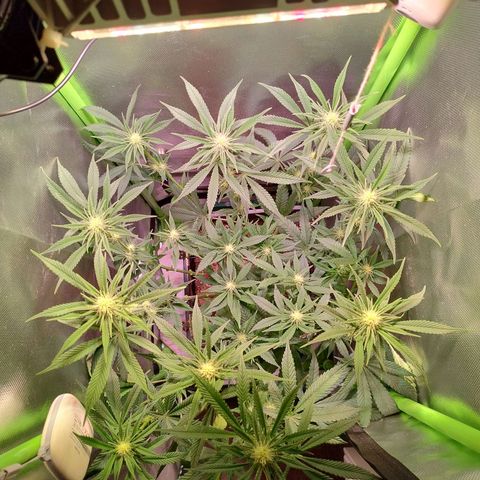 Royal Highness growlog timeline photo