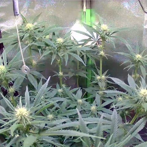 Royal Highness growlog timeline photo