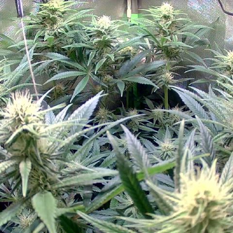 Royal Highness growlog timeline photo