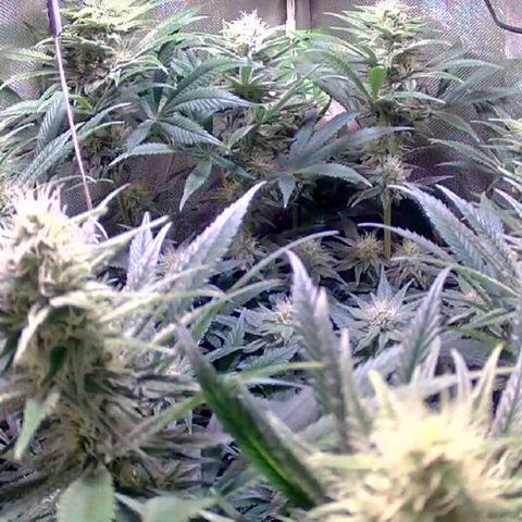 Royal Highness growlog timeline photo