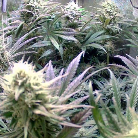 Royal Highness growlog timeline photo