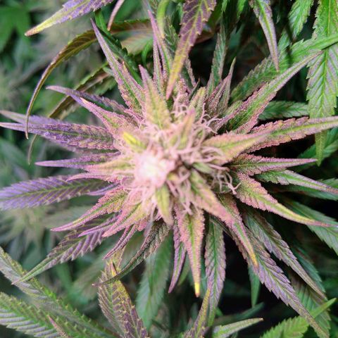 Royal Highness growlog timeline photo