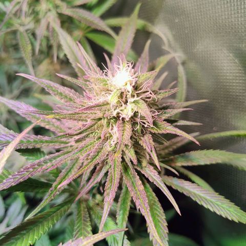 Royal Highness growlog timeline photo