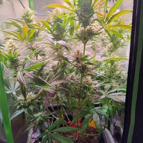 Royal Highness growlog timeline photo