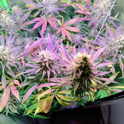 Royal Highness growlog timeline photo