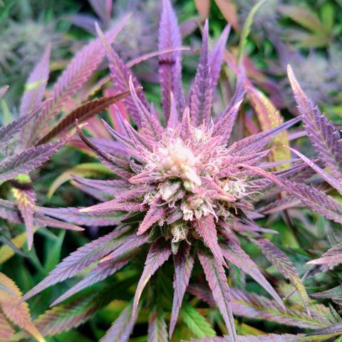 Royal Highness growlog timeline photo
