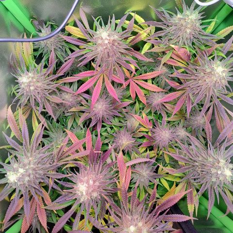 Royal Highness growlog timeline photo