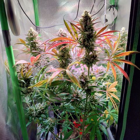 Royal Highness growlog timeline photo