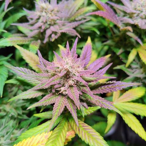 Royal Highness growlog timeline photo