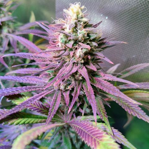 Royal Highness growlog timeline photo