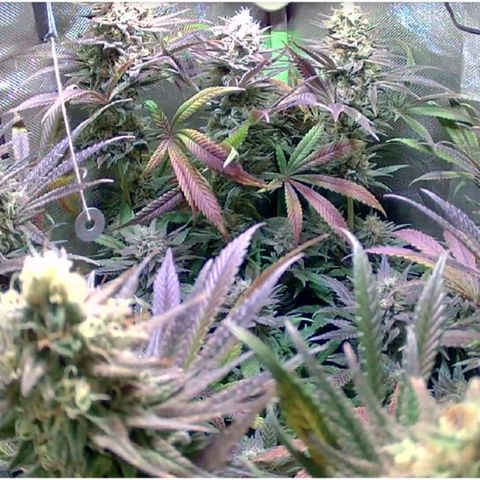 Royal Highness growlog timeline photo