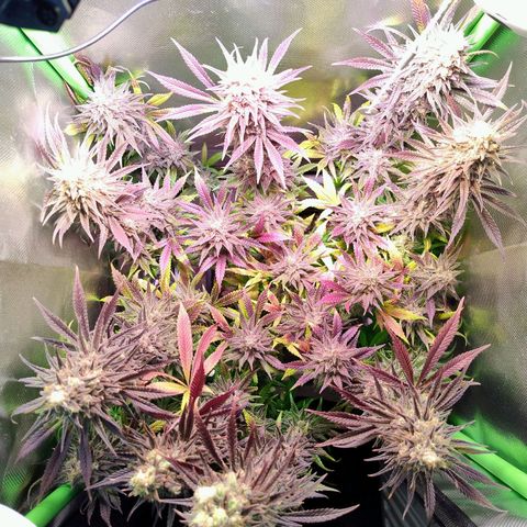 Royal Highness growlog timeline photo