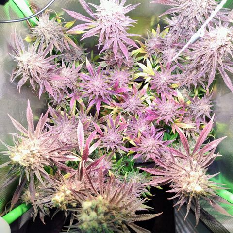 Royal Highness growlog timeline photo