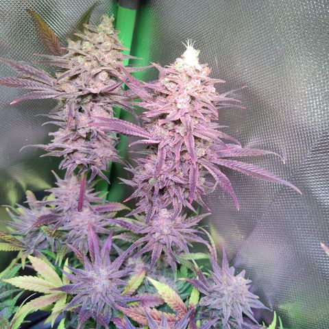 Royal Highness growlog timeline photo