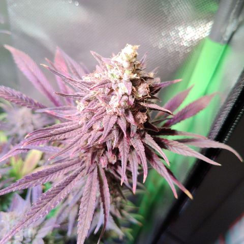 Royal Highness growlog timeline photo