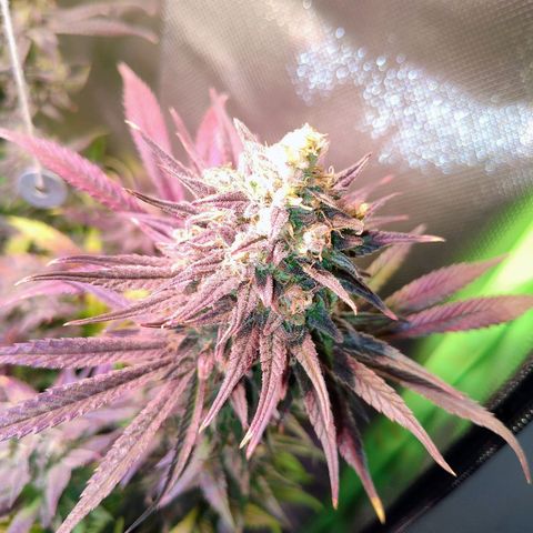 Royal Highness growlog timeline photo