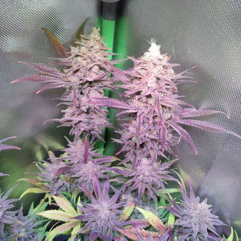 Royal Highness growlog timeline photo