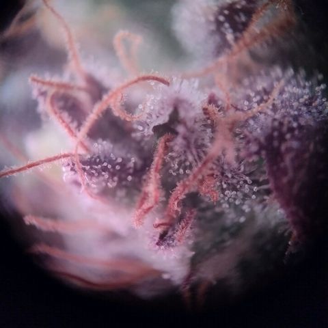 Royal Highness growlog photo: fast 10 Wochen nach lichtumstellung. 
wenige bis keine bernsteinfarbene trichome zu erkennen