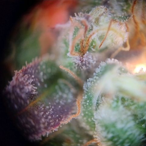 Royal Highness growlog photo: fast 10 Wochen nach lichtumstellung. 
wenige bis keine bernsteinfarbene trichome zu erkennen