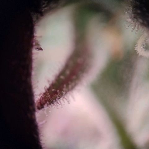 Royal Highness growlog photo: fast 10 Wochen nach lichtumstellung. 
wenige bis keine bernsteinfarbene trichome zu erkennen