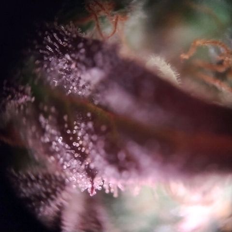 Royal Highness growlog photo: fast 10 Wochen nach lichtumstellung. 
wenige bis keine bernsteinfarbene trichome zu erkennen