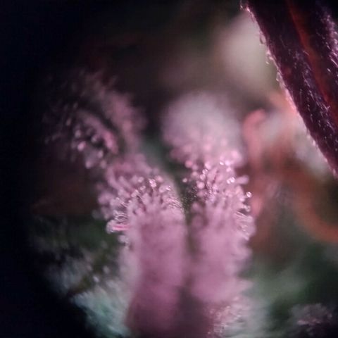 Royal Highness growlog photo: fast 10 Wochen nach lichtumstellung. 
wenige bis keine bernsteinfarbene trichome zu erkennen