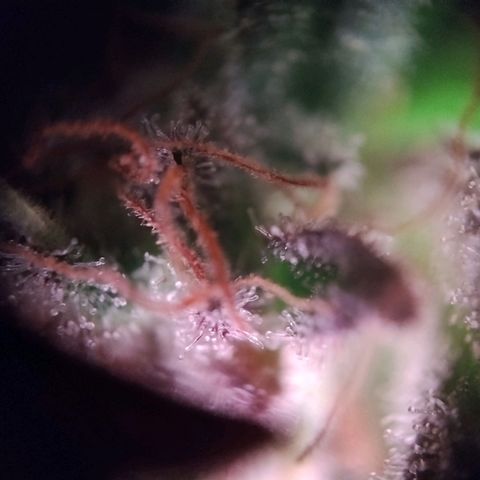 Royal Highness growlog photo: fast 10 Wochen nach lichtumstellung. 
wenige bis keine bernsteinfarbene trichome zu erkennen