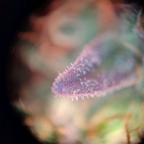 Royal Highness growlog photo: fast 10 Wochen nach lichtumstellung. 
wenige bis keine bernsteinfarbene trichome zu erkennen