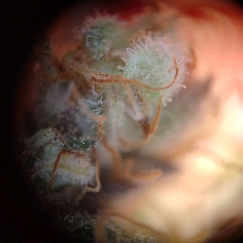 Royal Highness growlog photo: fast 10 Wochen nach lichtumstellung. 
wenige bis keine bernsteinfarbene trichome zu erkennen