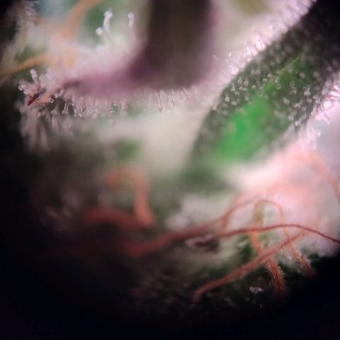 Royal Highness growlog photo: fast 10 Wochen nach lichtumstellung. 
wenige bis keine bernsteinfarbene trichome zu erkennen