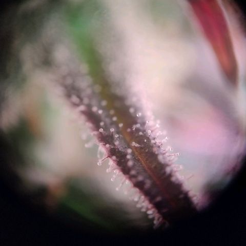 Royal Highness growlog photo: fast 10 Wochen nach lichtumstellung. 
wenige bis keine bernsteinfarbene trichome zu erkennen