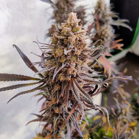 Royal Highness growlog timeline photo