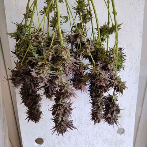 Royal Highness growlog timeline photo