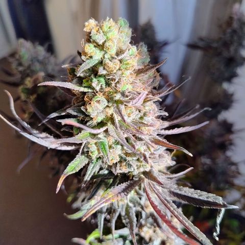 Royal Highness growlog timeline photo
