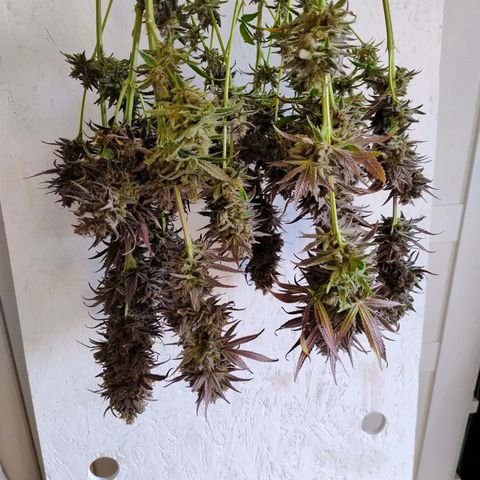 Royal Highness growlog timeline photo