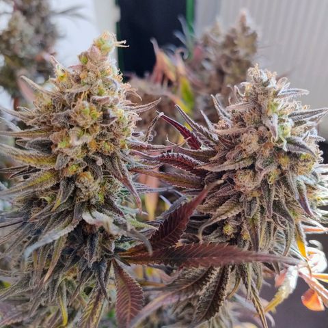 Royal Highness growlog timeline photo