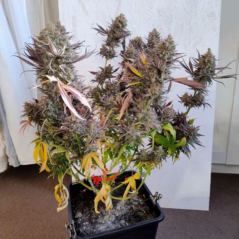 Royal Highness growlog timeline photo