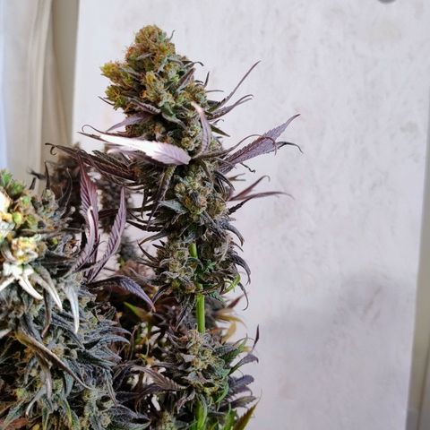 Royal Highness growlog timeline photo