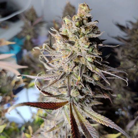 Royal Highness growlog timeline photo